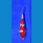 kohaku step 3 30 cm