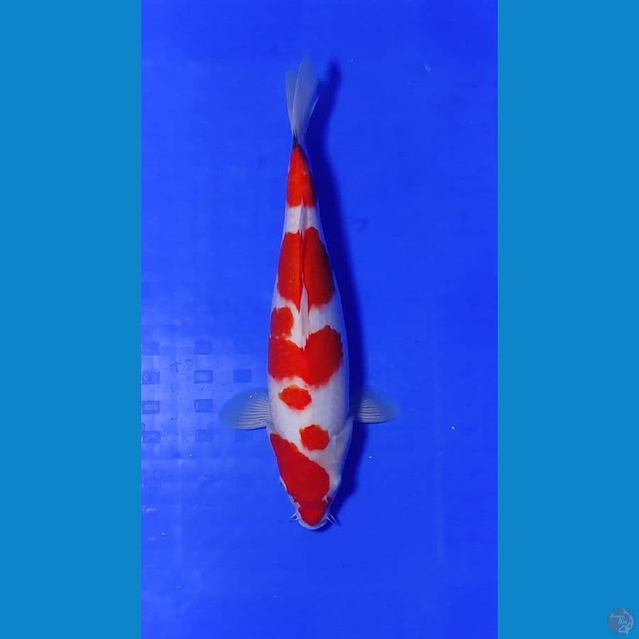 kohaku 35 bu