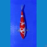 kohaku 35 bu