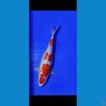 kohaku 33 cm