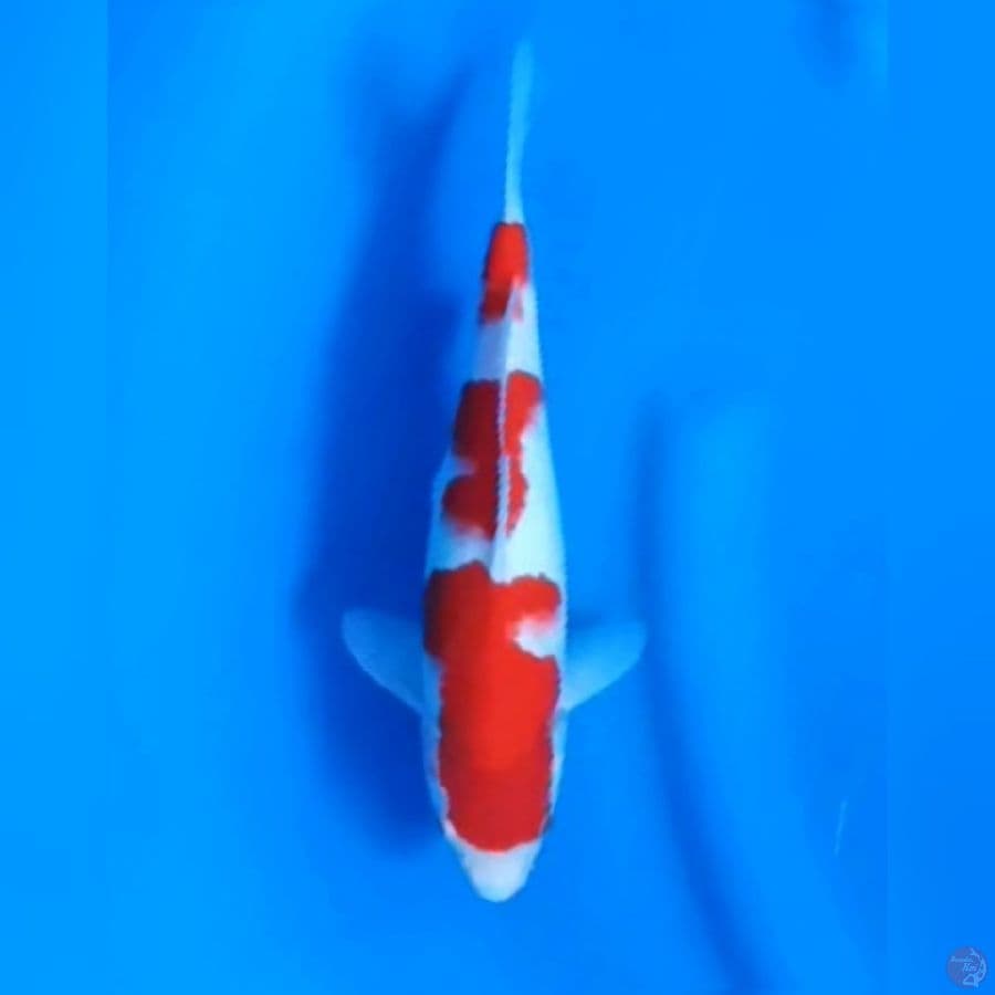 26CM # KOHAKU ORIGINAL - M