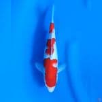 26CM # KOHAKU ORIGINAL - M