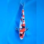 28CM # SANKE MANTAP - M
