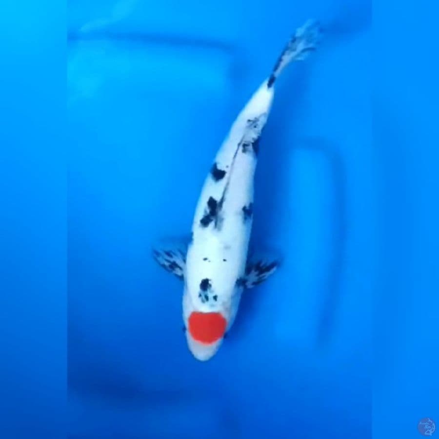 27CM # TANCHO SANKE - M