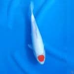 28CM # TANCHO ORIGINAL - F