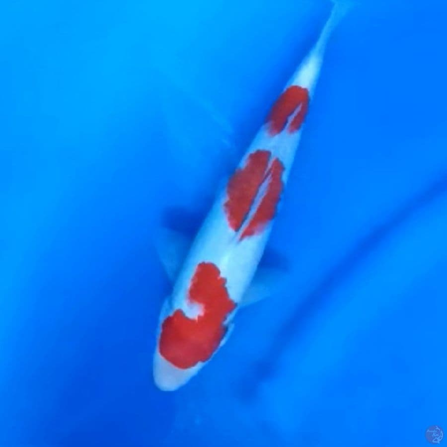 27CM # KOHAKU ORI - M