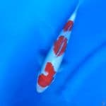 27CM # KOHAKU ORI - M
