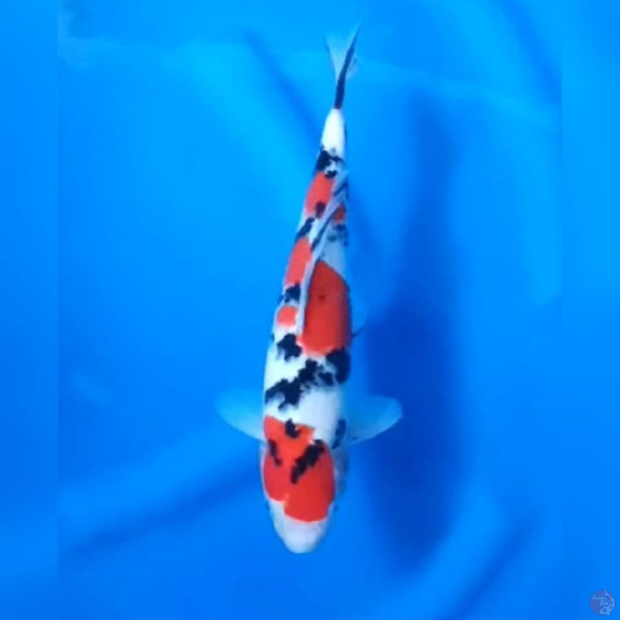 28CM # TAISHO SHANSOKU - M