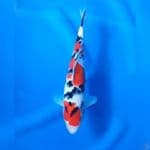28CM # TAISHO SHANSOKU - M