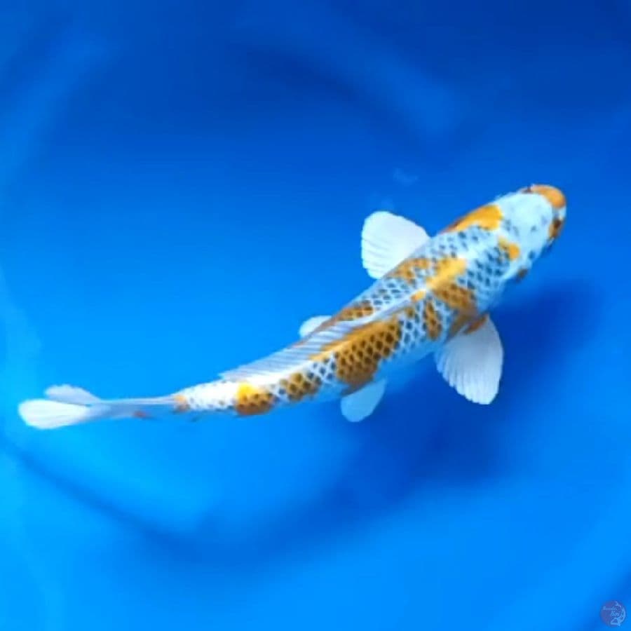 31CM # KIRIN KUJAKU - M