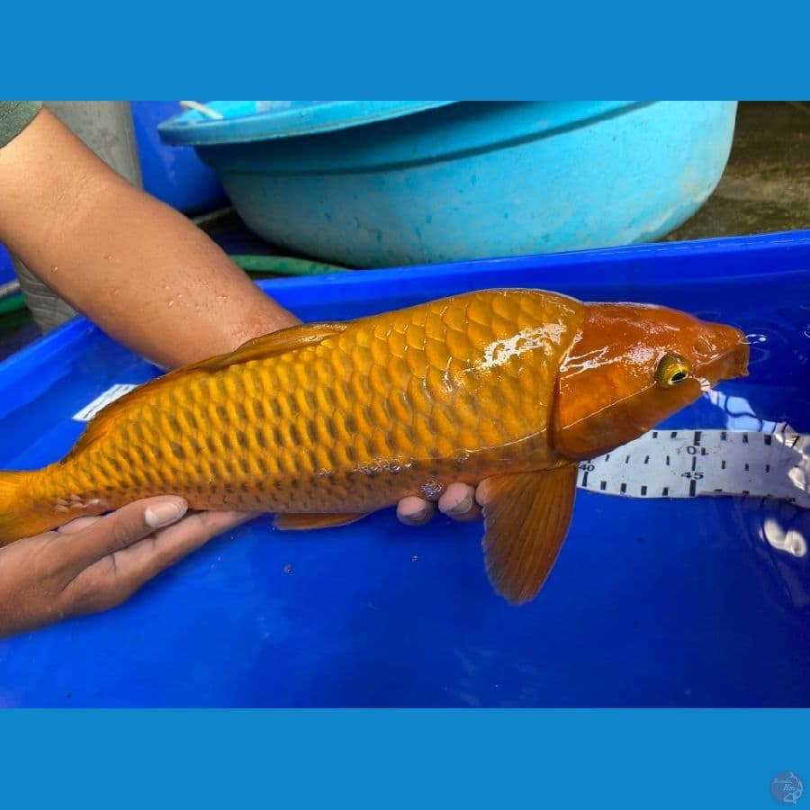  chagoi jantan punuk 44 ~ak7