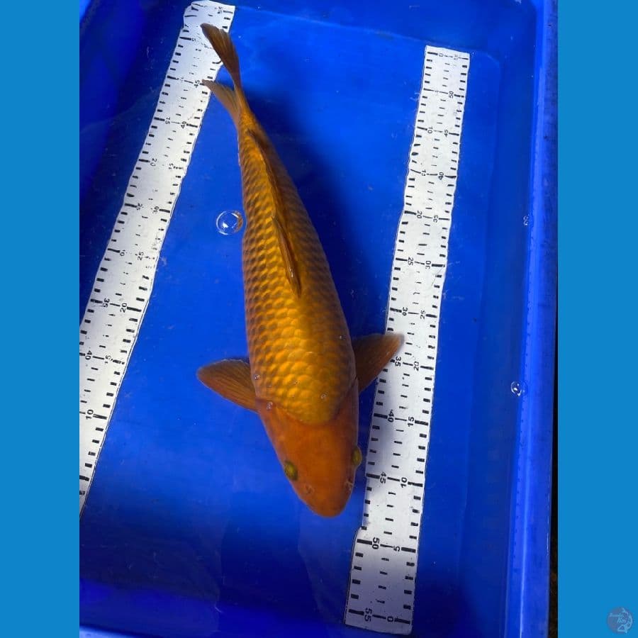  chagoi jantan punuk 44 ~ak7