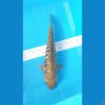 Aragoke Ginrin 39 cm/Male