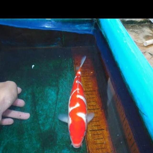kohaku inazuma merah darah asli dan original