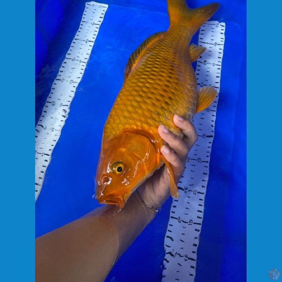 chagoi 42 cm ~ Ak7