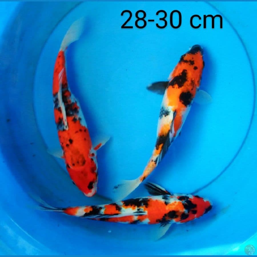 showa 28-30 cm