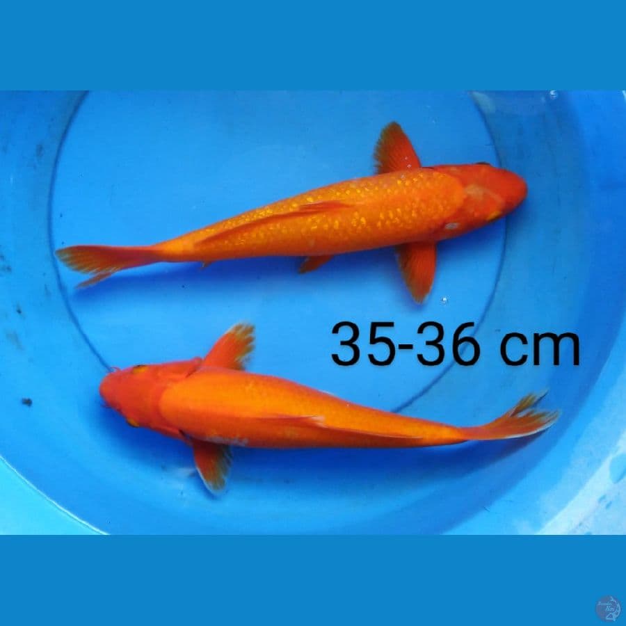 benigoi 35-36 cm