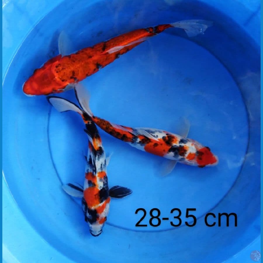 mix 28-35 cm