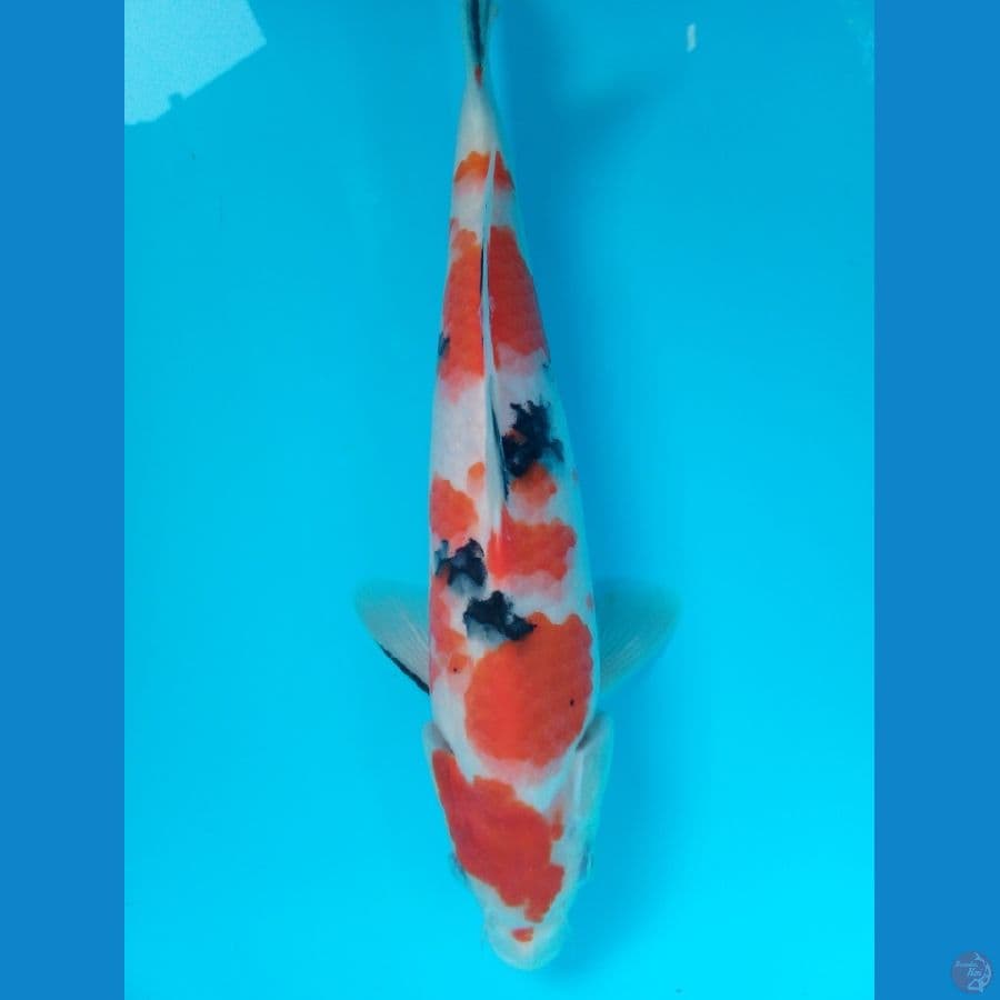 sanke !! 27cm betina