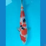 sanke !! 27cm betina