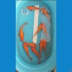 Paket 10 ekor Red Karashi Ginrin 22 - 2cm cm