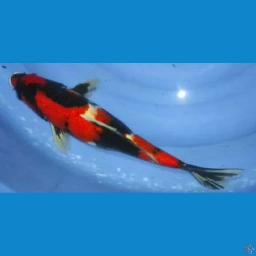 showa 40cm