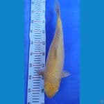 Caramel 38cm Betina Munuk