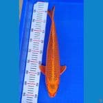 Gold Mukashi 42up Betina