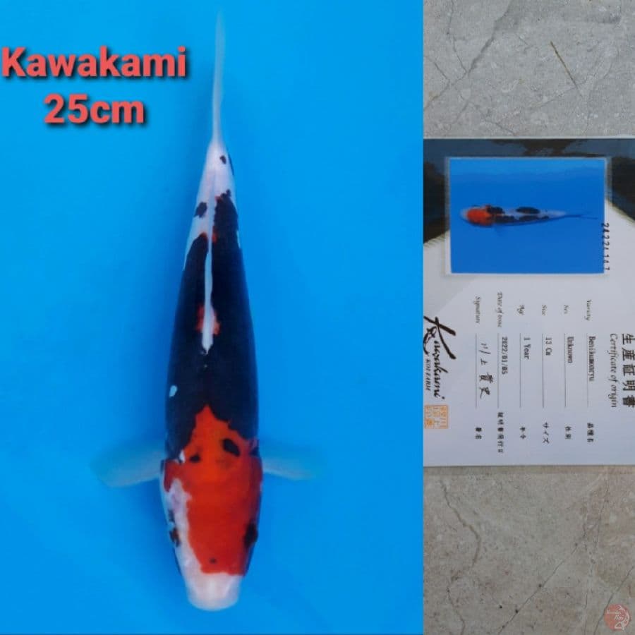 KAWAKAMI BENI KUMONRYU 25CM SERTI