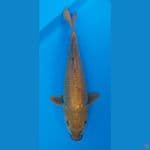 cagoi midori male 35cm
