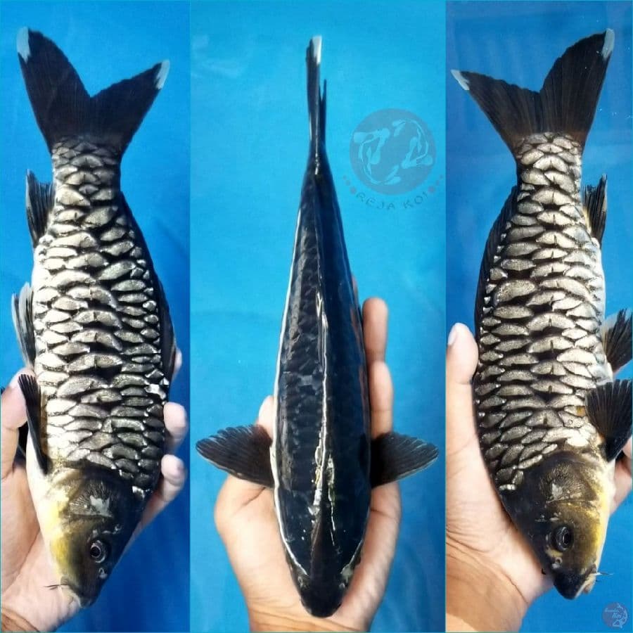 BLACK DRAGON 31 CM MALE