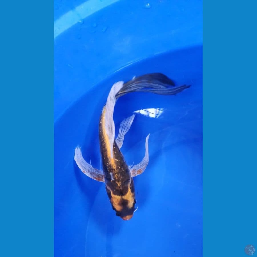 34cm kumpay kabuto