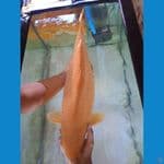 CARAMEL SIZE 60CM BETINA