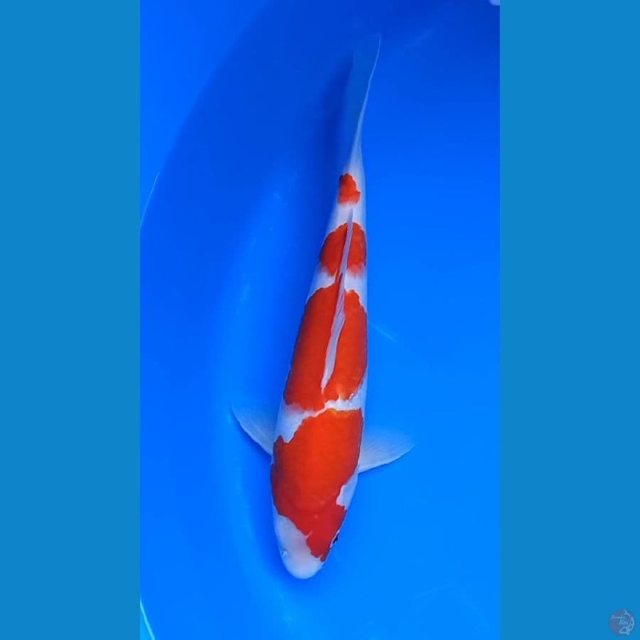 KOHAKU 4 STEP 29CM