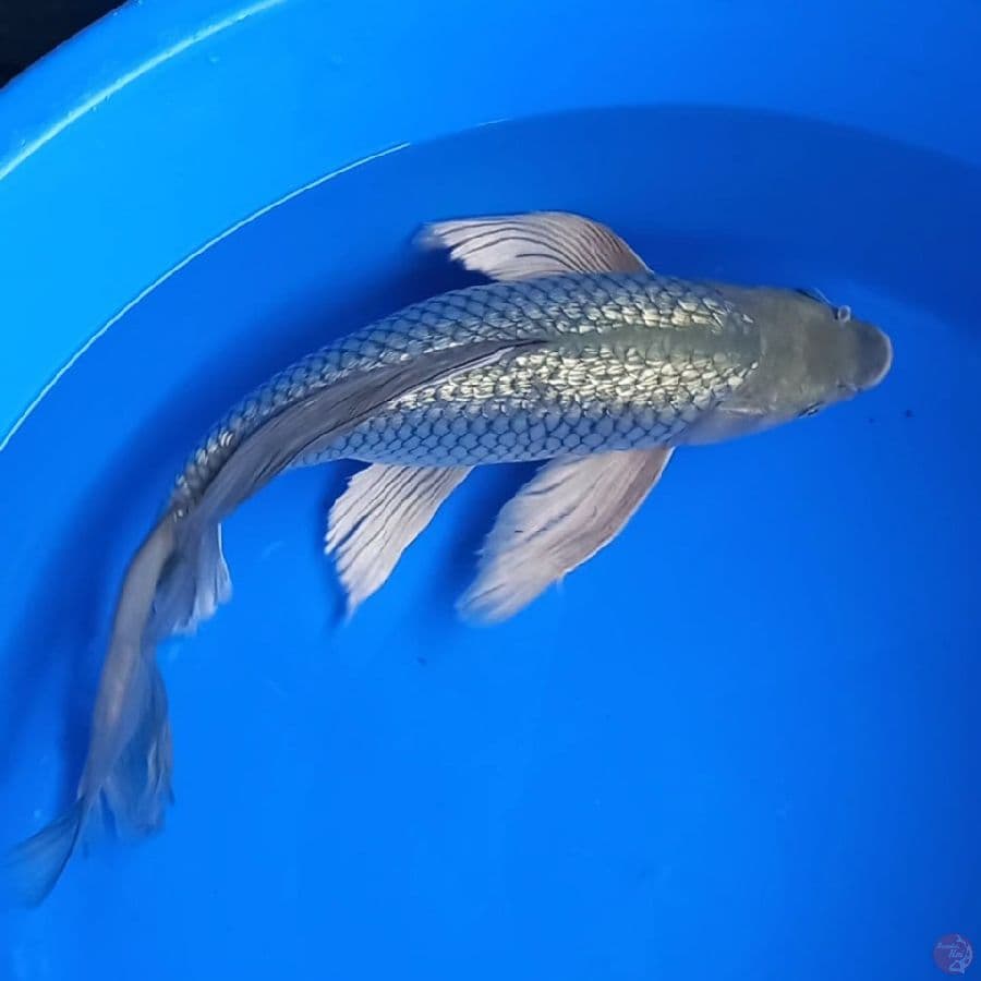 KUMPAI SORAGOI GINRIN 41CM