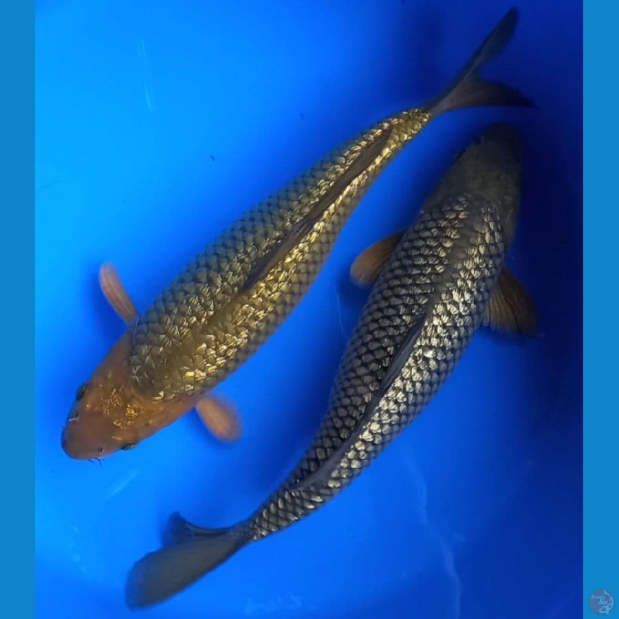 MIDORI GINRIN 41CM