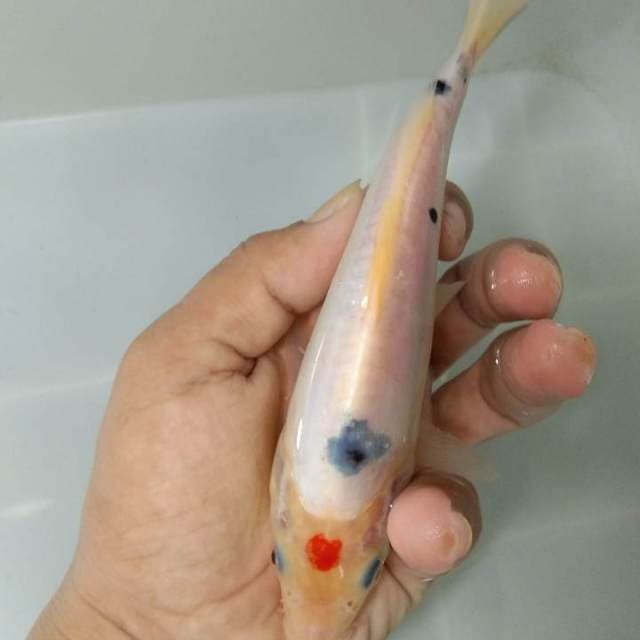 Tancho Sanke doits 17cm,grrr..
