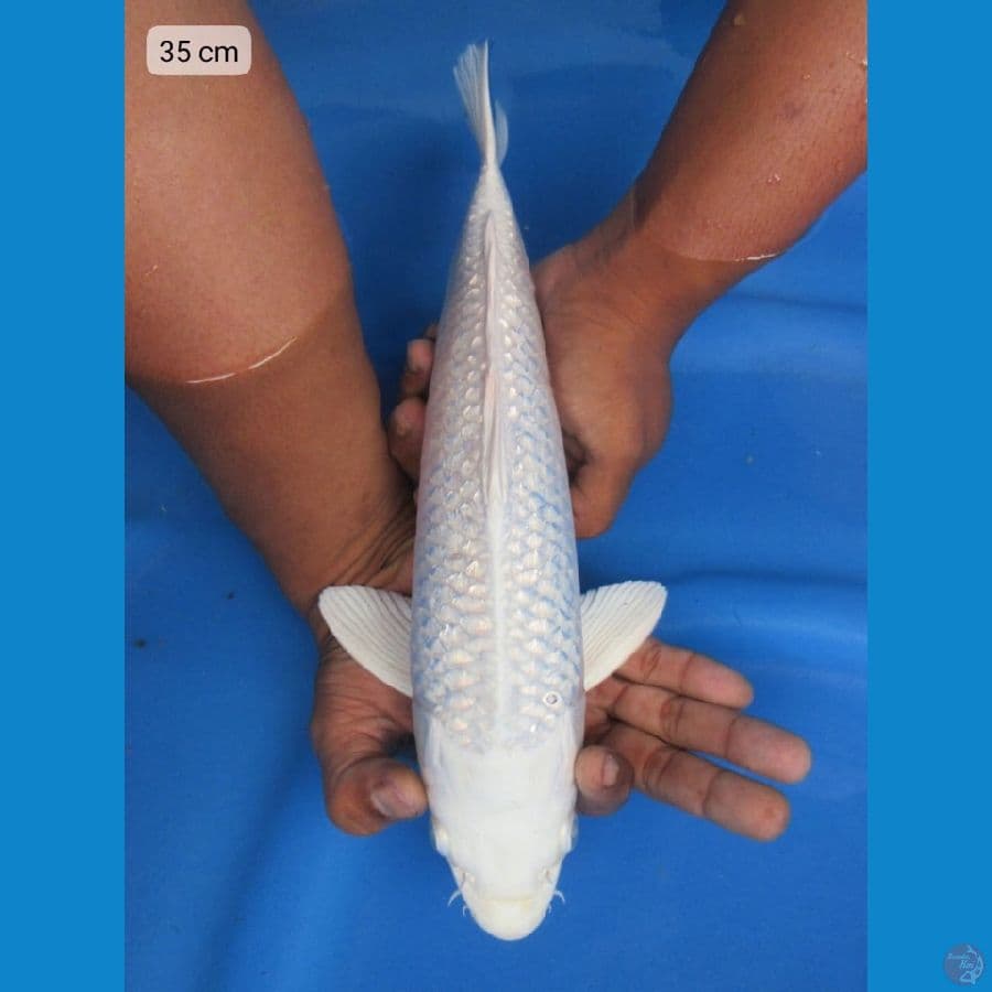 35cm - Platinum 4 