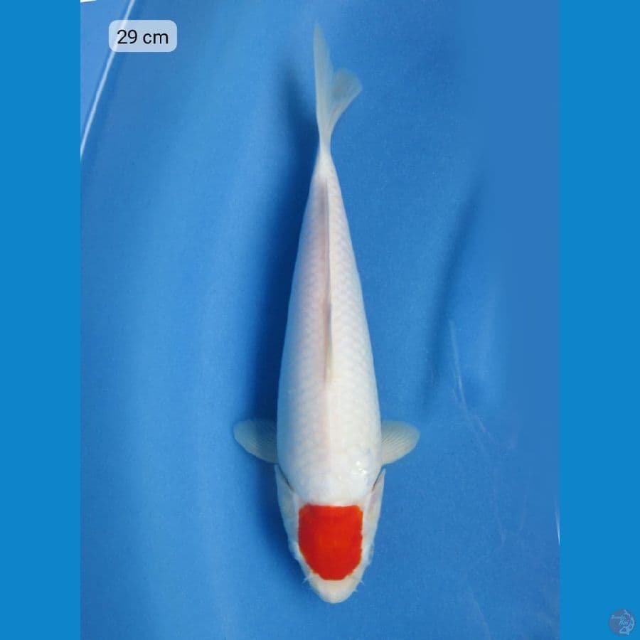 29cm - Tancho Kohaku