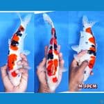 SQ Tsubosumi Sankis 30CM Male 