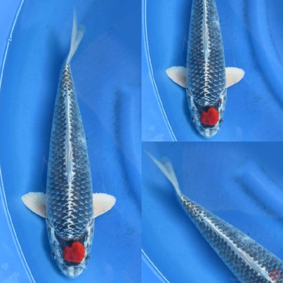 42cm , Tancho Kujaku