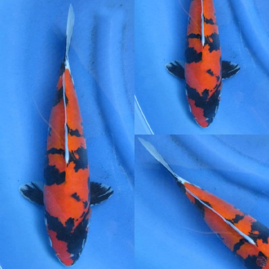 35cm , Doitsu Murni Showa 