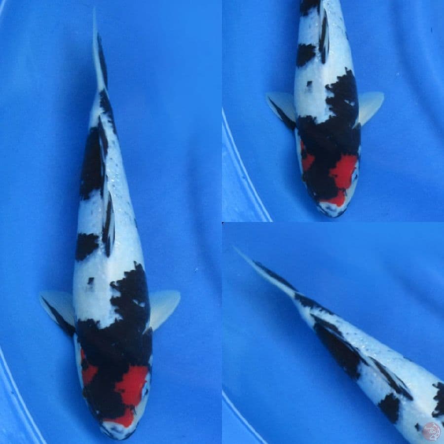 37cm , Tancho Showa Ori 