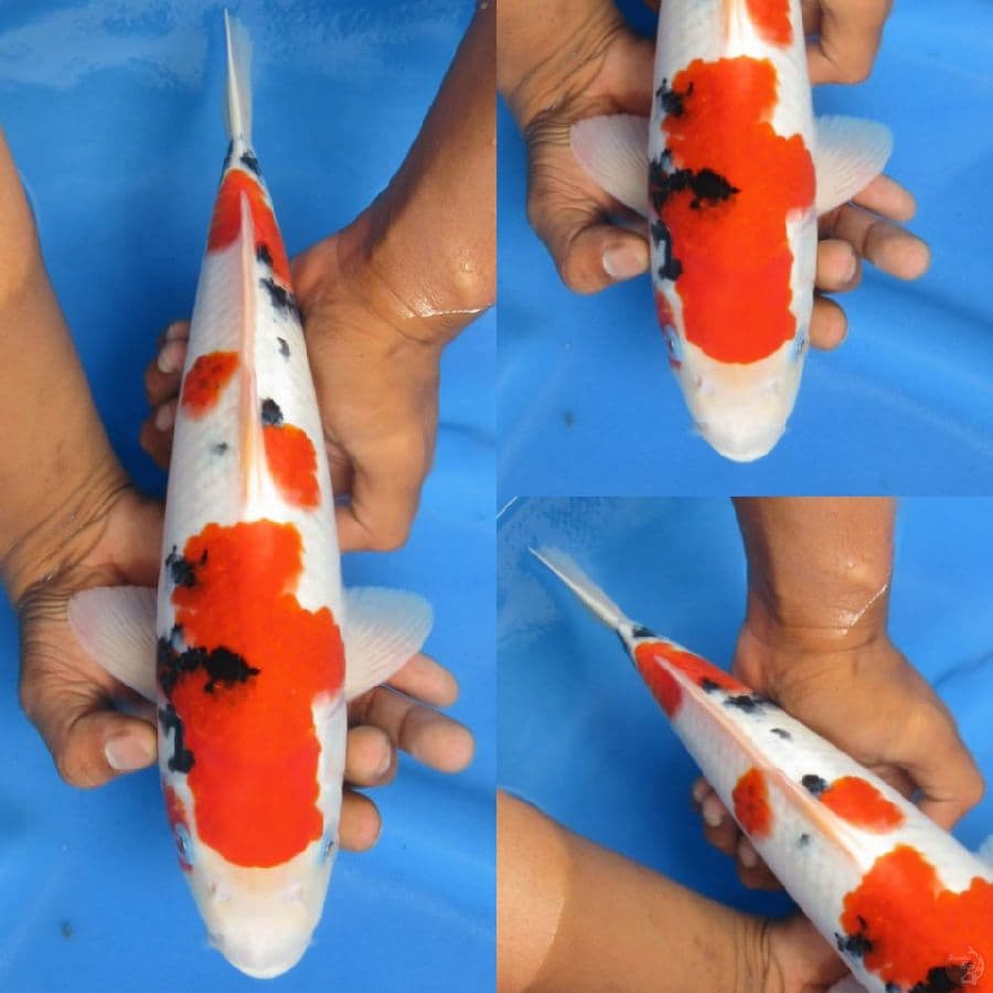 Sanke Male , 35cm