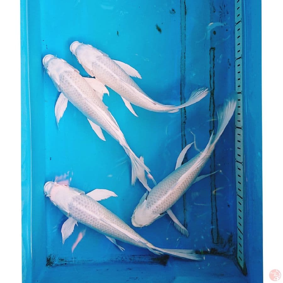 KUMPAY PLATINUM 25 CM 4 EKOR
