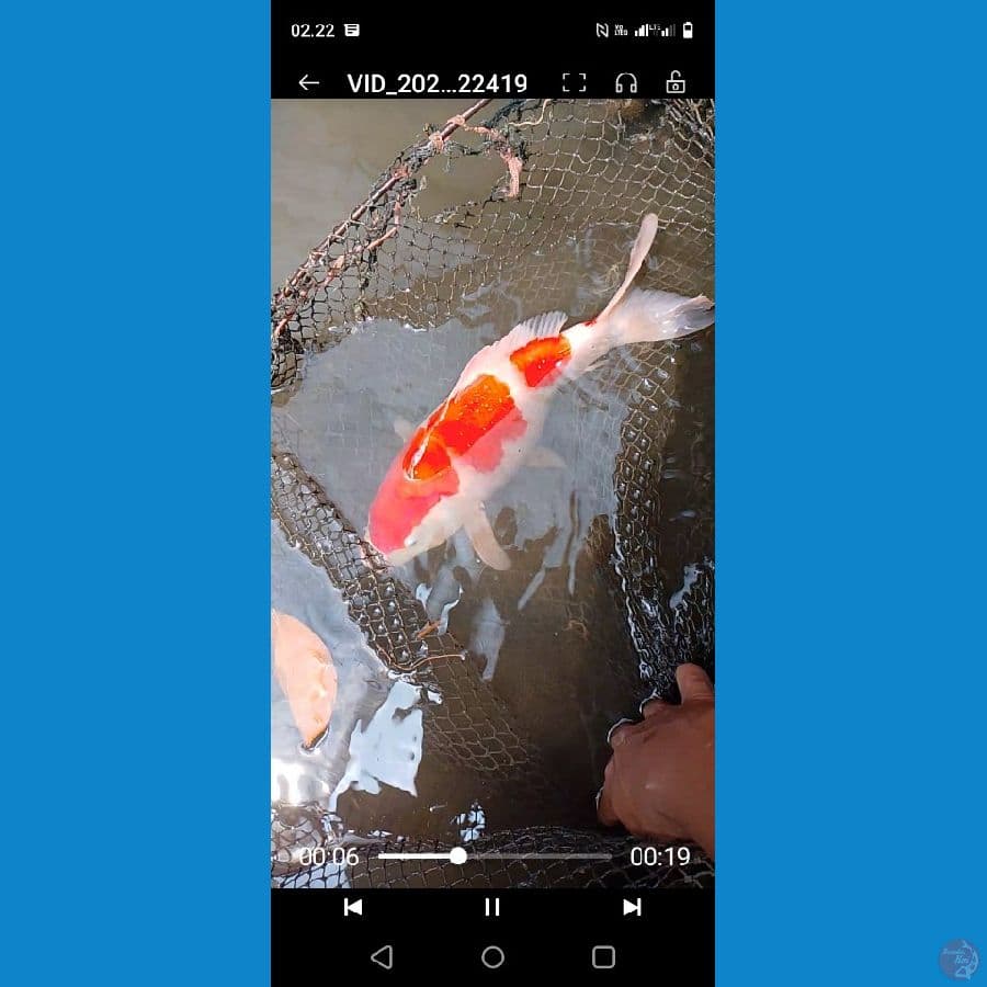 Shotbodiy 35 bu . 