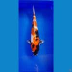 SHOWA 45CM