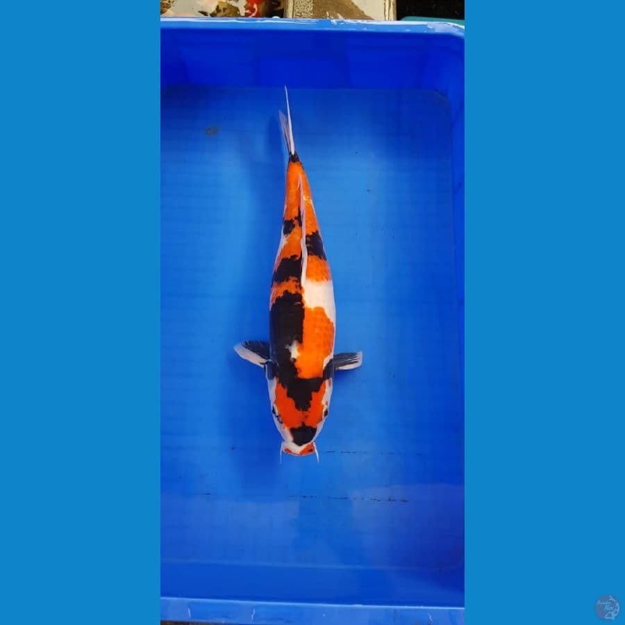 SHOWA 42CM