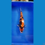SHOWA 42CM