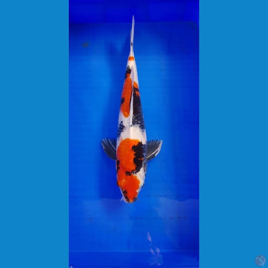 SHOWA 44CM
